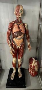 Anatomisch model - Gips - 1850-1900, Antiek en Kunst
