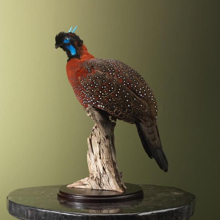 Tragopaan Taxidermie Opgezette Dieren By Max, Verzamelen, Dierenverzamelingen, Opgezet dier, Nieuw, Vogel, Ophalen of Verzenden