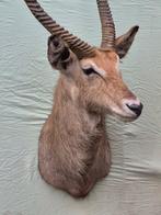 Halvemaanvormige waterbok - Taxidermie wandmontage - Kobus, Verzamelen, Nieuw