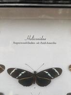 Vlinder Taxidermie volledige montage - Heliconidae - 42 cm -, Verzamelen, Nieuw