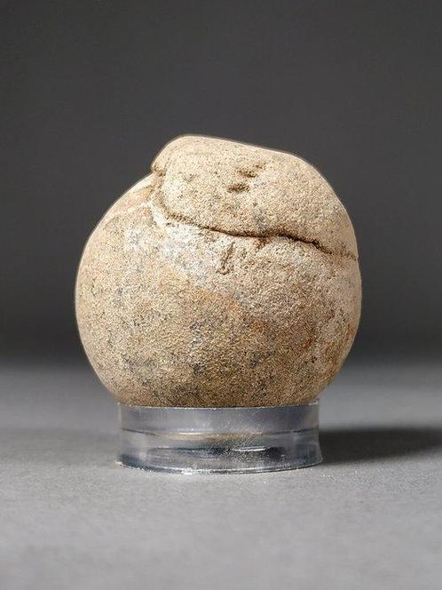 Zeeschildpad ei - Gefossiliseerd ei - Panchelonioidea sp. -, Verzamelen, Mineralen en Fossielen