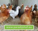 Legkippen / leg pouljen @ Paradijshof., Animaux & Accessoires, Volatiles | Accessoires, Ophalen