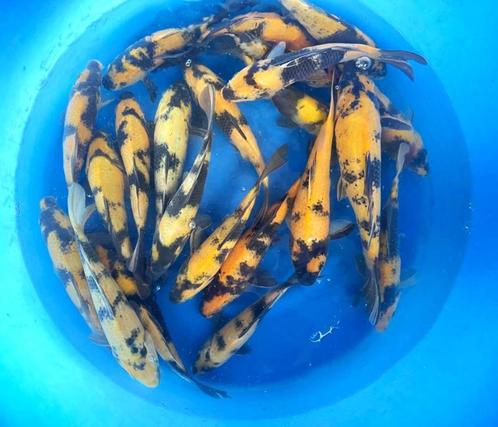 Hirasawa Marusei 28-35cm (Japanse Koi), Tuin en Terras, Vijvers, Nieuw, Ophalen of Verzenden
