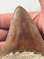 Megalodon-tand 11,2 cm - Fossiele tand - Carcharocles