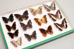 Collection de papillons Charaxes - Entomologie - Taxidermie