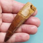 Dinosaurus - Fossiele tand - Spinosaurus aegyptiacus - 82 mm, Verzamelen, Mineralen en Fossielen