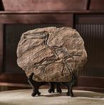 Squelette fossile du Quetzalcoatlus XXL (réplique) -, Nieuw