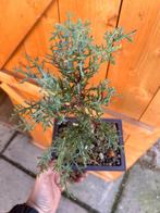 Jeneverbes bonsai (Juniperus) - Hoogte (boom): 20 cm -