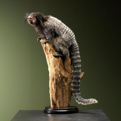 Zwartoorpenseelaapje Taxidermie Opgezette Dieren By Max, Verzamelen, Dierenverzamelingen, Opgezet dier, Nieuw, Wild dier, Ophalen of Verzenden