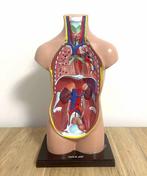 Anatomisch menselijk rompmodel - Bakeliet, Antiek en Kunst