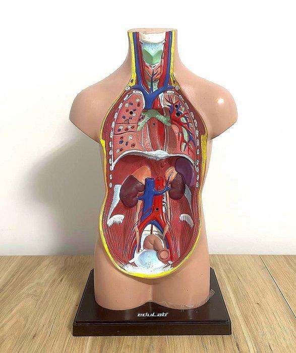 Anatomisch menselijk rompmodel - Bakeliet, Antiek en Kunst, Antiek | Wandborden en Tegels