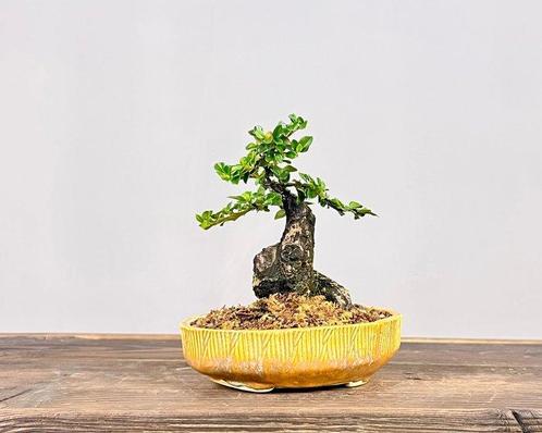 Dwergmispel bonsai - Hoogte (boom): 13 cm - Diepte (boom):, Antiek en Kunst, Curiosa en Brocante