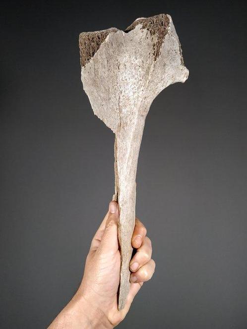 Fragment de tibia de loiseau éléphant malgache - Os de, Verzamelen, Mineralen en Fossielen
