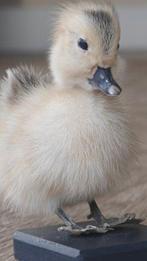 Canard Support de corps entier pour taxidermie - Anas, Antiquités & Art, Curiosités & Brocante