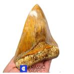 Edelsteenkwaliteit, lange 14 cm Killer Megalodon-tand uit