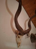 Grote koedoe Schedel met gewei - Tragelaphus strepsiceros -