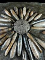 Enorme fossiele zee-egel!!! - Test met radiolen -