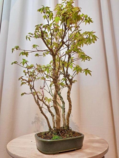 Japanese maple bonsai (Acer palmatum) - Hoogte (boom): 35 cm, Antiek en Kunst, Curiosa en Brocante