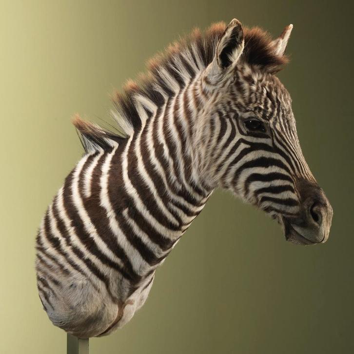 Zebra Jong Taxidermie Opgezette Dieren By Max, Collections, Collections Animaux, Enlèvement ou Envoi