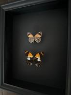 Vlinder Taxidermie volledige montage - Duo de 2 Papillons, Nieuw