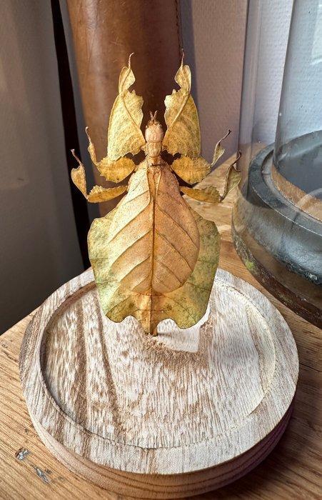 Phasme Taxidermie volledige montage - Phasme Phyllium, Antiek en Kunst, Curiosa en Brocante