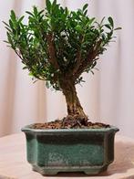 Buxus Harlandii bonsai in bonsaischaal - Hoogte (boom): 15
