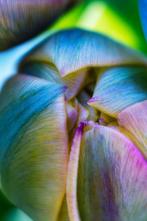 Inna Etuvgi - The Splash of Spring