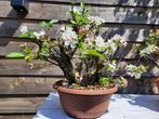 Malus everest bonsai - Hoogte (boom): 32 cm - Diepte (boom):