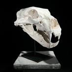 GEEN RESERVEPRIJS - Een replica van de schedel van een