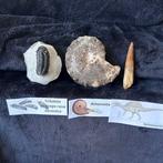 Spinosaurus/trilobiet/mammieten - Fossiele tand -