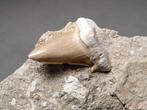 Vullis tand - Fossiele tand - Lamna aschersoni - 14 cm - 9, Verzamelen