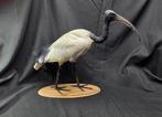 Ibis blanc australien sur support en bois de musée - par un, Nieuw