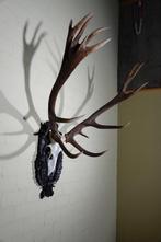 Large Red Stag - skull on shield - Taxidermie wandmontage -