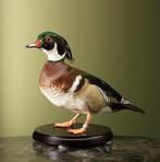 Carolina-Eend Taxidermie Opgezette Dieren By Max, Ophalen of Verzenden, Nieuw, Vogel, Opgezet dier