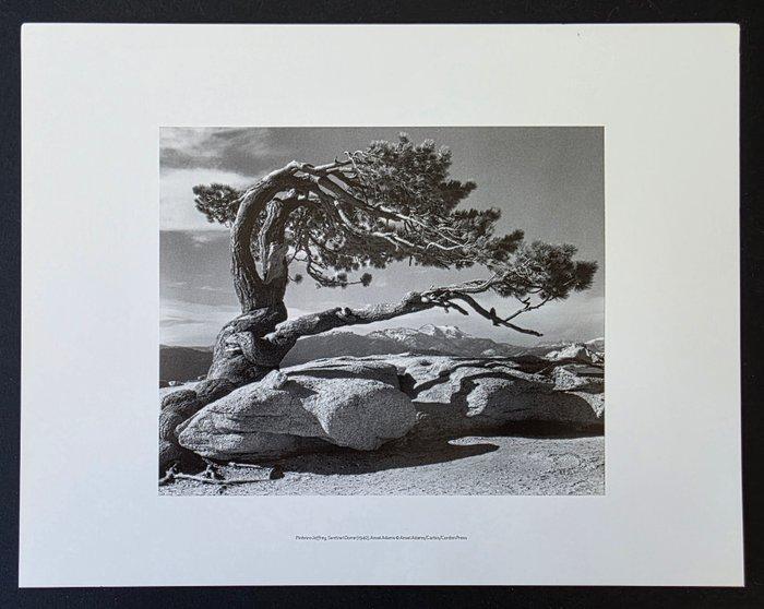 Ansel Adams (1902–1984) - Jeffrey Pine, Sentinel dôme,, Antiek en Kunst, Kunst | Designobjecten