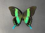 Papillon Support mural pour taxidermie - Papilio Blumei - 23, Nieuw