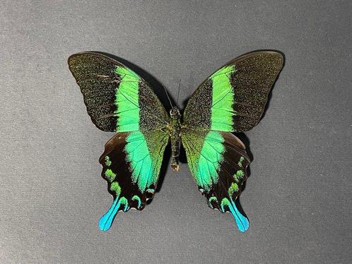 Papillon Support mural pour taxidermie - Papilio Blumei - 23, Verzamelen, Dierenverzamelingen
