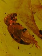 Ultra-Rare Fossil Beetle Caught Feeding in Amber –