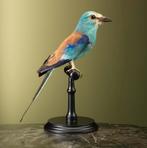 Sahelscharrelaar Taxidermie Opgezette Dieren By Max, Verzamelen, Ophalen of Verzenden, Nieuw, Vogel, Opgezet dier