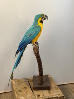 Blauwe en gele ara Taxidermie volledige montage - ara, Nieuw