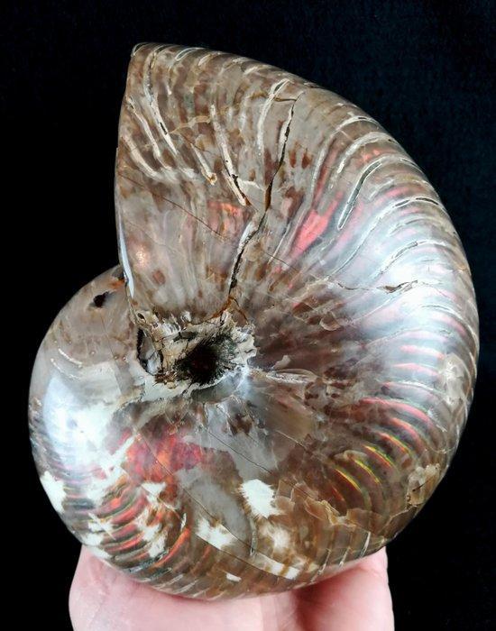 Uitstekende nautilus!!! - indrukwekkende kleuren -, Verzamelen, Mineralen en Fossielen