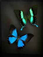 Page Taxidermie volledige montage - papilio Blumei et