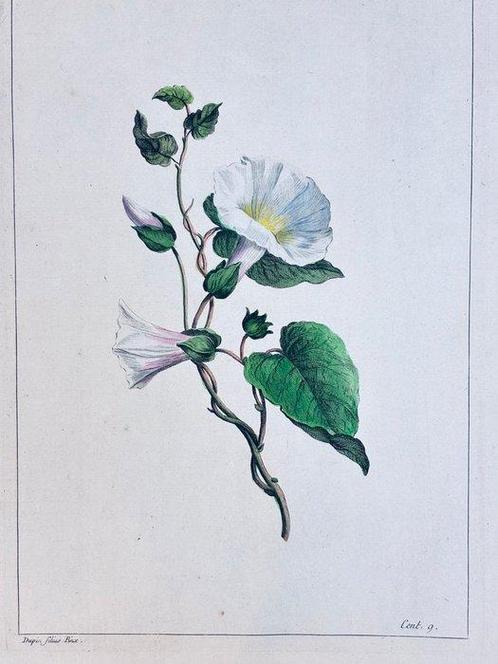 Dupin fils, Femme Fessard, Aubriet. - [FLORE] (Album de 248, Antiek en Kunst, Antiek | Boeken en Manuscripten