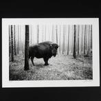 Frank Machalowski - tierwald#9, Antiek en Kunst