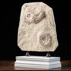 Bord met Fossiele Zeeëgels op Decoratieve Voet - Tripneustes