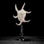 Prachtig paar ingewikkelde spinnekop-kwalvischelpen op