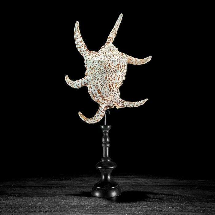 Prachtig paar ingewikkelde spinnekop-kwalvischelpen op, Antiek en Kunst, Kunst | Designobjecten