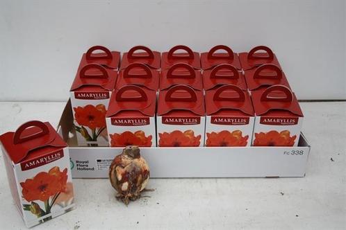 Bloembol Amaryllis Rood met of zonder doosje Bloembol, Huis en Inrichting, Woonaccessoires | Kunstplanten en Kunstbloemen, Nieuw