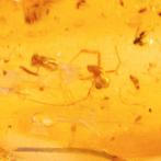 Ongeveer 1–2 miljoen jaar (Pleistoceen) Copal met versteende