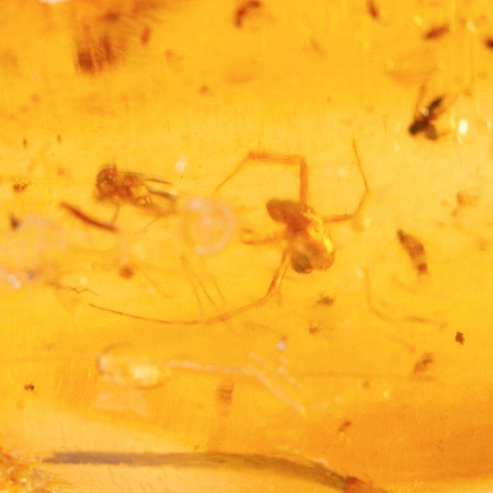 Ongeveer 1–2 miljoen jaar (Pleistoceen) Copal met versteende, Verzamelen, Mineralen en Fossielen